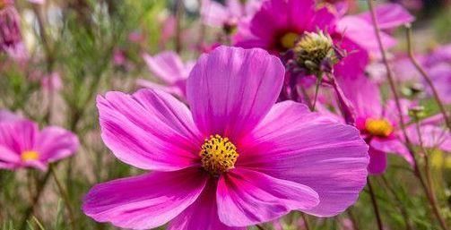 养花|喜欢养花,不妨试试这几款,花朵开爆盆,花色绚丽多彩