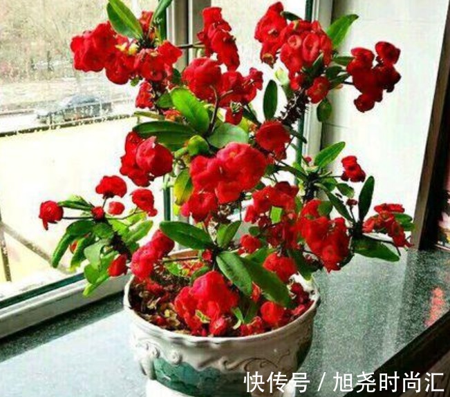 曼陀罗花|5种花“有毒”，别在室内养，尤其第2种，再漂亮也别养，全株有毒