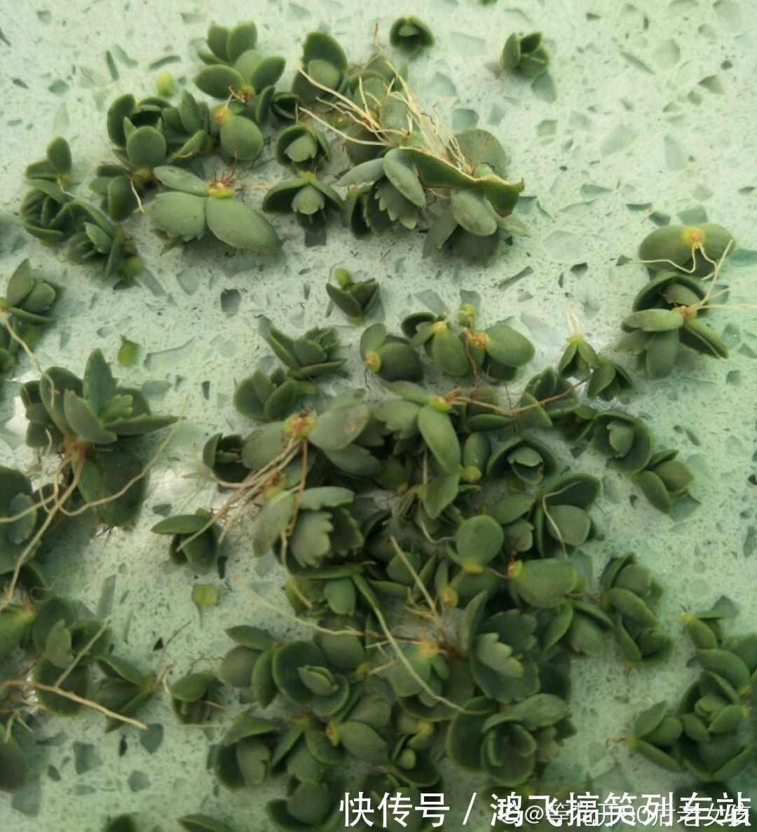 太阳花|养到烦人的花,盆都不够用,扔掉还很心疼