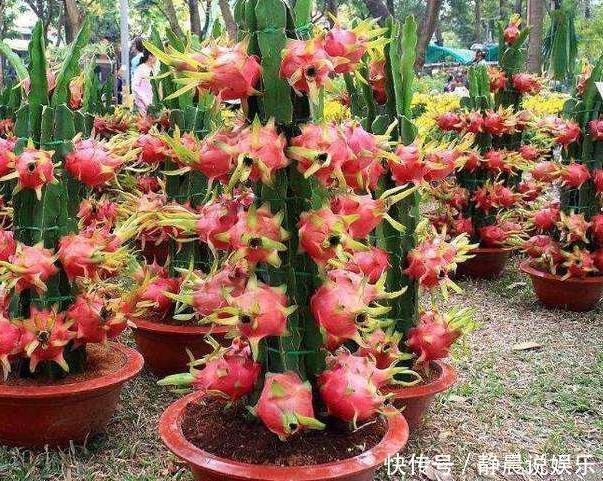 3种“果核”有用,别扔掉,直接埋在土壤里,“15天”生根发芽