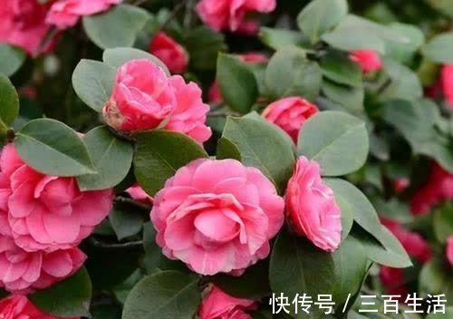 大花|开春了，给茶花喂勺黑绿水，浇几次后猛长新芽，大花一朵接一朵！