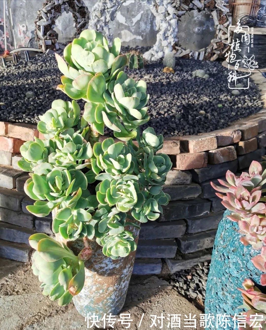 多肉桃花源:别人笑我太疯癫,我笑他人看不穿!