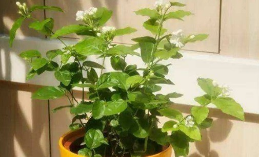 想要家里养的茉莉花多开花，以下3点要做好，枝叶翠绿开花香又多