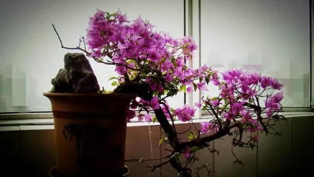 盆景|三角梅养成盆景又美又飒，爬成花墙热情浪漫，爆花成球秘诀在这