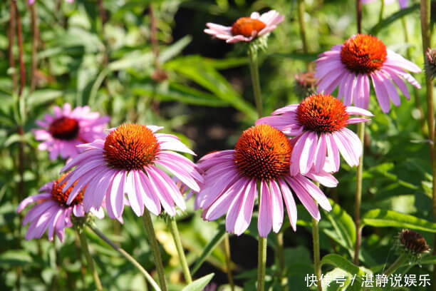 修剪|夏天养什么菊花不能少,颜色种类多,还可以治疗呼吸疾病的菊花