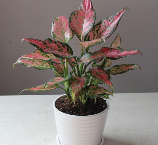 养护|10款花不喜欢晒太阳,摆在阴凉处静养,叶子油绿开花漂亮