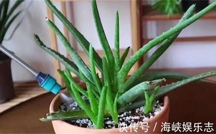 施肥|新手养花不用愁,给你支3招,烂根也能救过来!