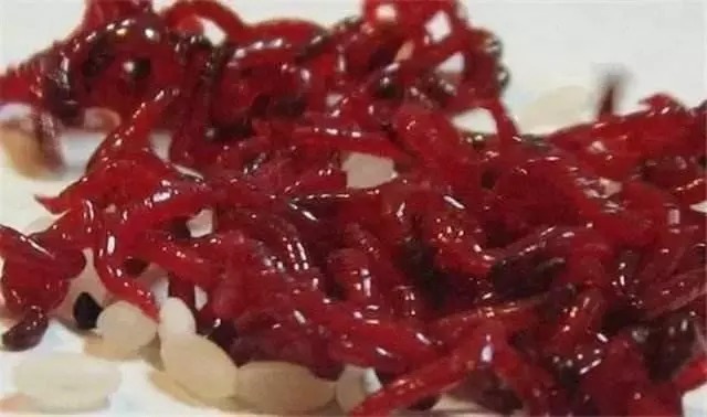 冬季野钓,蚯蚓和红虫,哪一个做钓饵效果更好