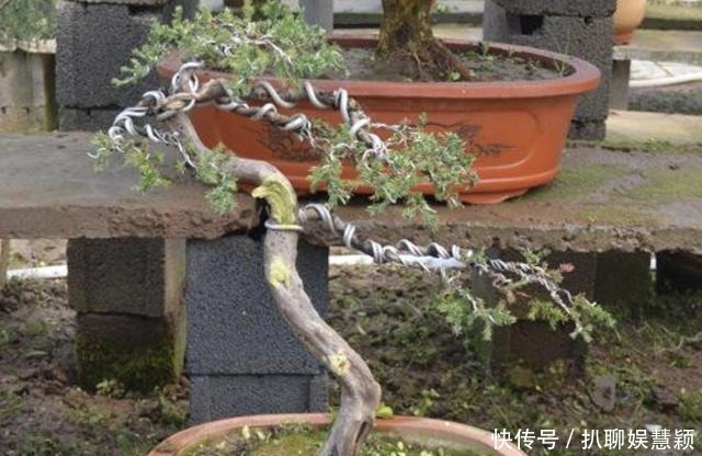 寓意|夏天花卉怕热,那就养2种“盆景树”,摆家里有寓意,还值钱!