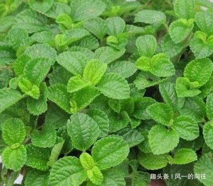 这三种绿植号称二手烟天敌，居家养一盆，空气清新无忧