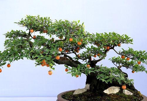 3种漂亮花,养成老桩盆景,给多少钱都不卖,新手也会养!