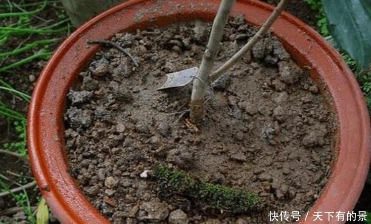 茶花剩下“光杆”还“有救”,只需给它做4步,快速长出新叶子!