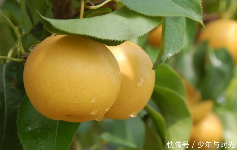 女人|女人湿气重,拥有“水桶腰”?梨和此物一起炖,轻松排湿又甩肉!