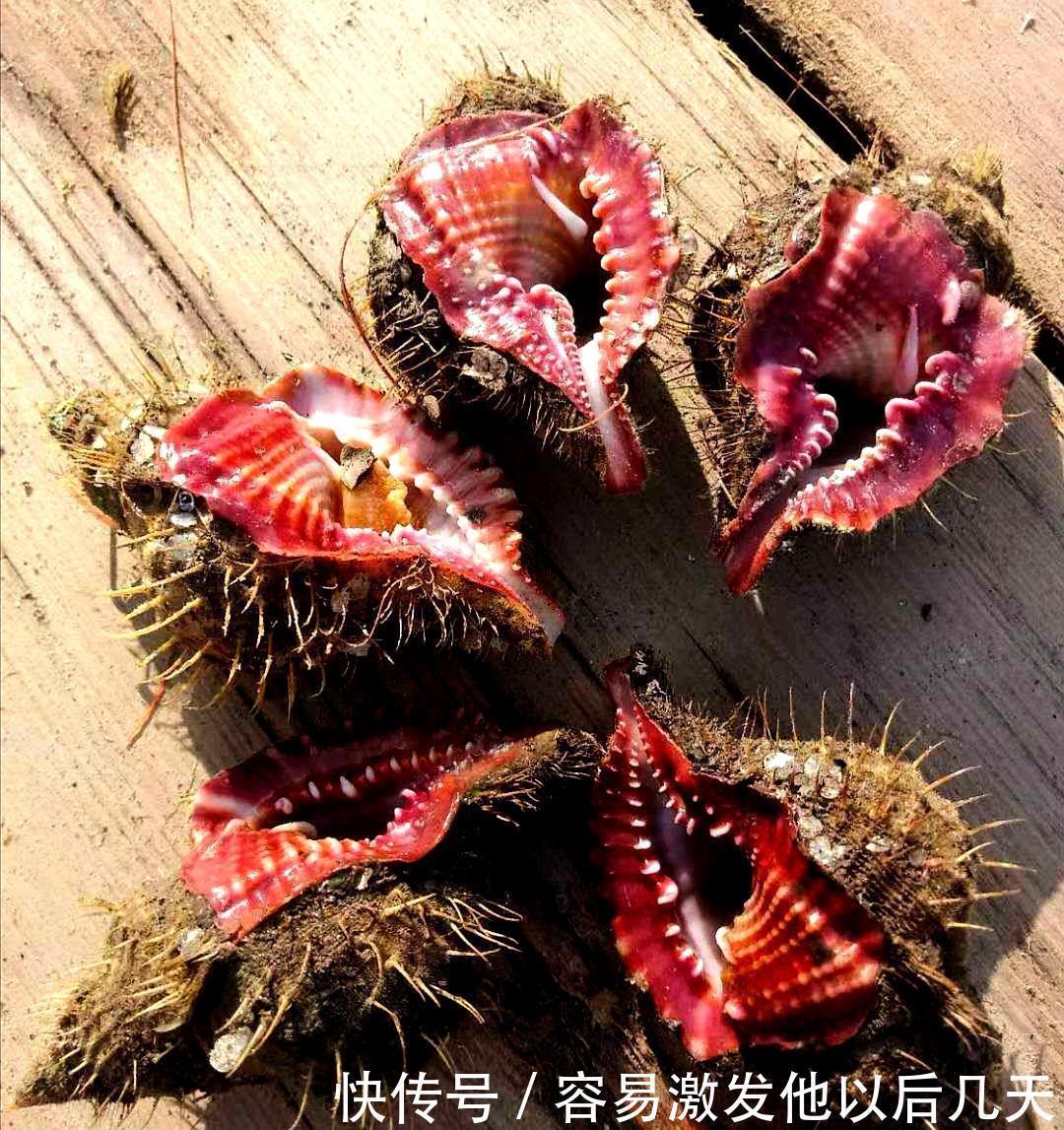 海螺|自然界行走的“彩票”,“吃”出一颗堪比中大奖!