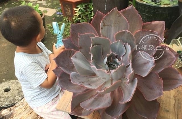 他用水缸养多肉，2年养出巨无霸晚霞，肉友头一次见