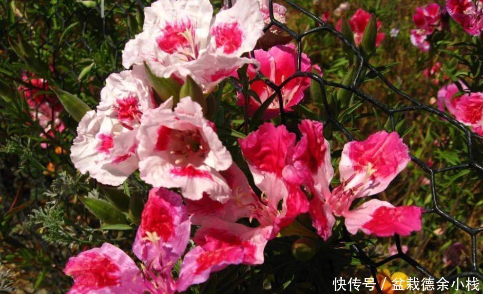 就算|很少花友会知道的5种观赏花卉,认识一种就算老园丁了