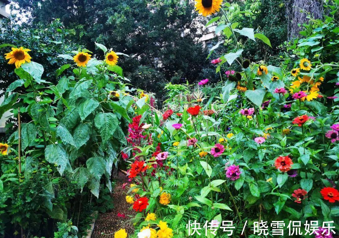 金钱草下面可以养鱼吗