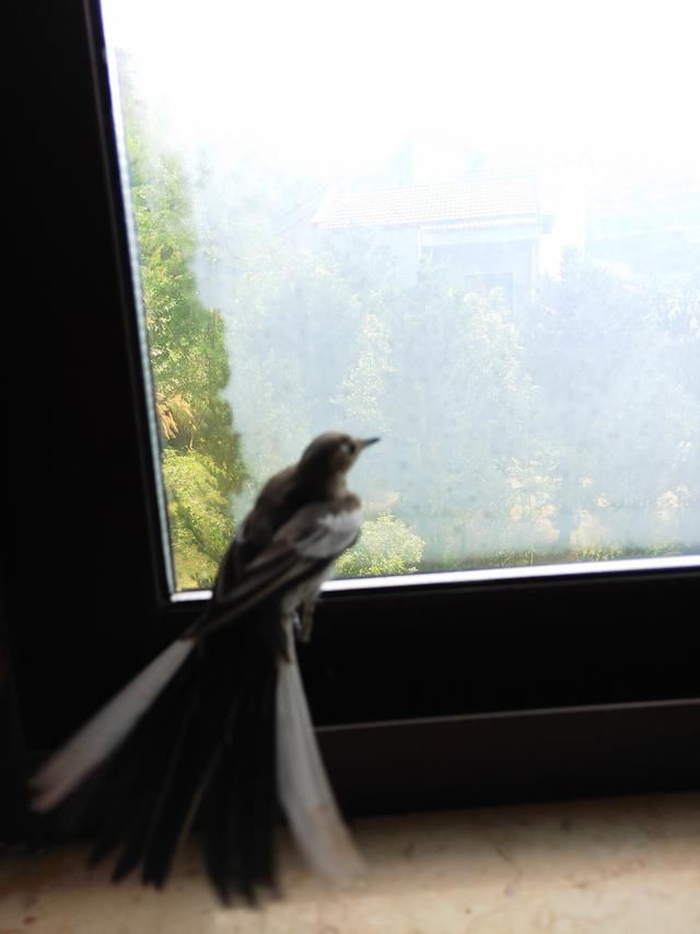 翠微宫|飞鸟诗词14首:城外粉桃开又早。听啼鸟,绿杨阴里莺声巧