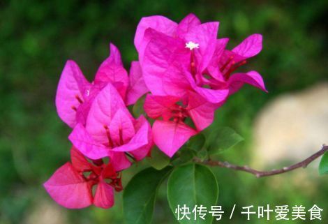 太阳花|此几种花，常年开花不谢，花开一季，花味清香，美翻了