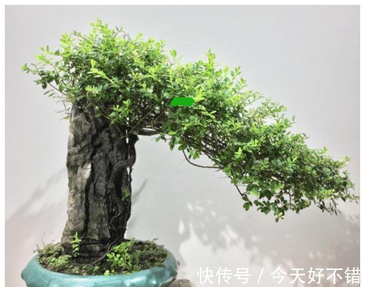铁包金盆景怎么养?盆景爱好者:一切适量搭配,后面就靠时间雕琢