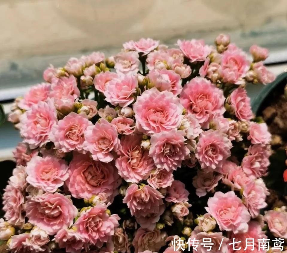 让长寿花复花,“喷、剪、晒”同步进行,1个月花苞挤满盆!