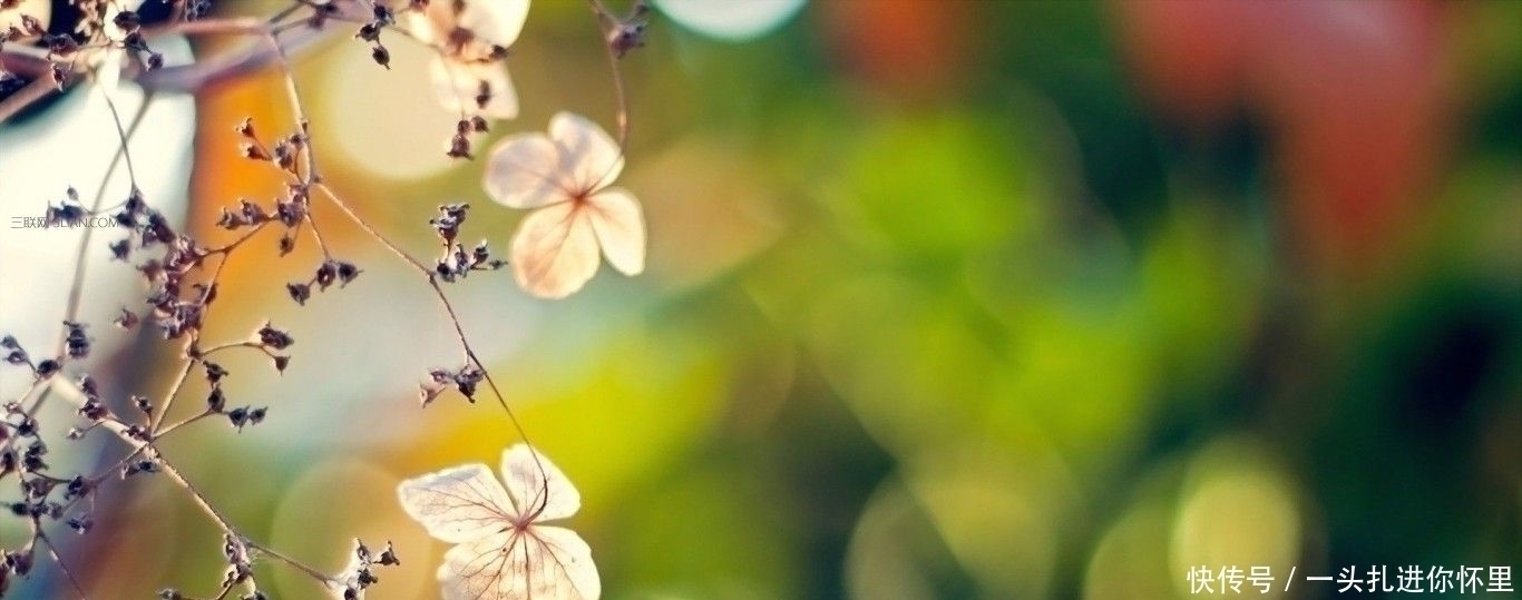 苏东坡@宋代最懒的诗人,一生只写半首诗,却成为千古名言,至今人人会背