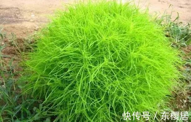 野菜|蒲公英、香椿、榆树钱、白蒿,一种野菜治一种病,了解一下