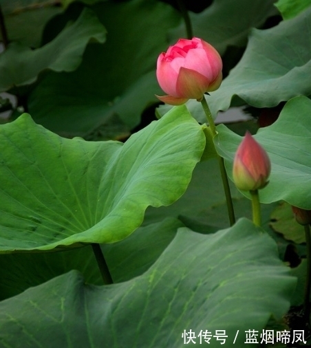 福气|7月之后，4属相桃花朵朵开，贵人相助，福气满满，喜笑颜开