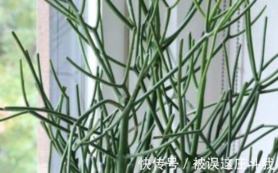 越漂亮的花越有毒。快来了解这18种“大毒化”。提高知识不吃亏