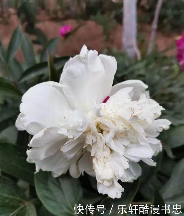 图片|漂亮的花卉图片欣赏