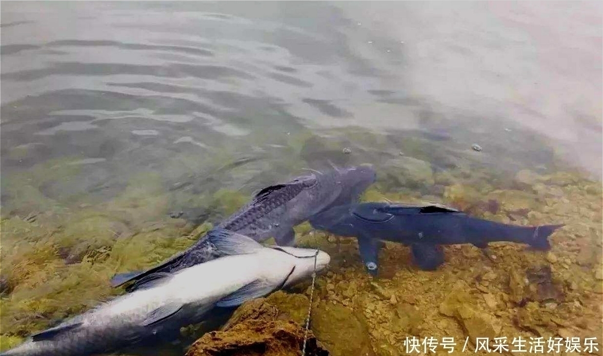 螺蛳|天热之后钓青鱼,就按我说的办法配饵料,咬钩的都是大家伙