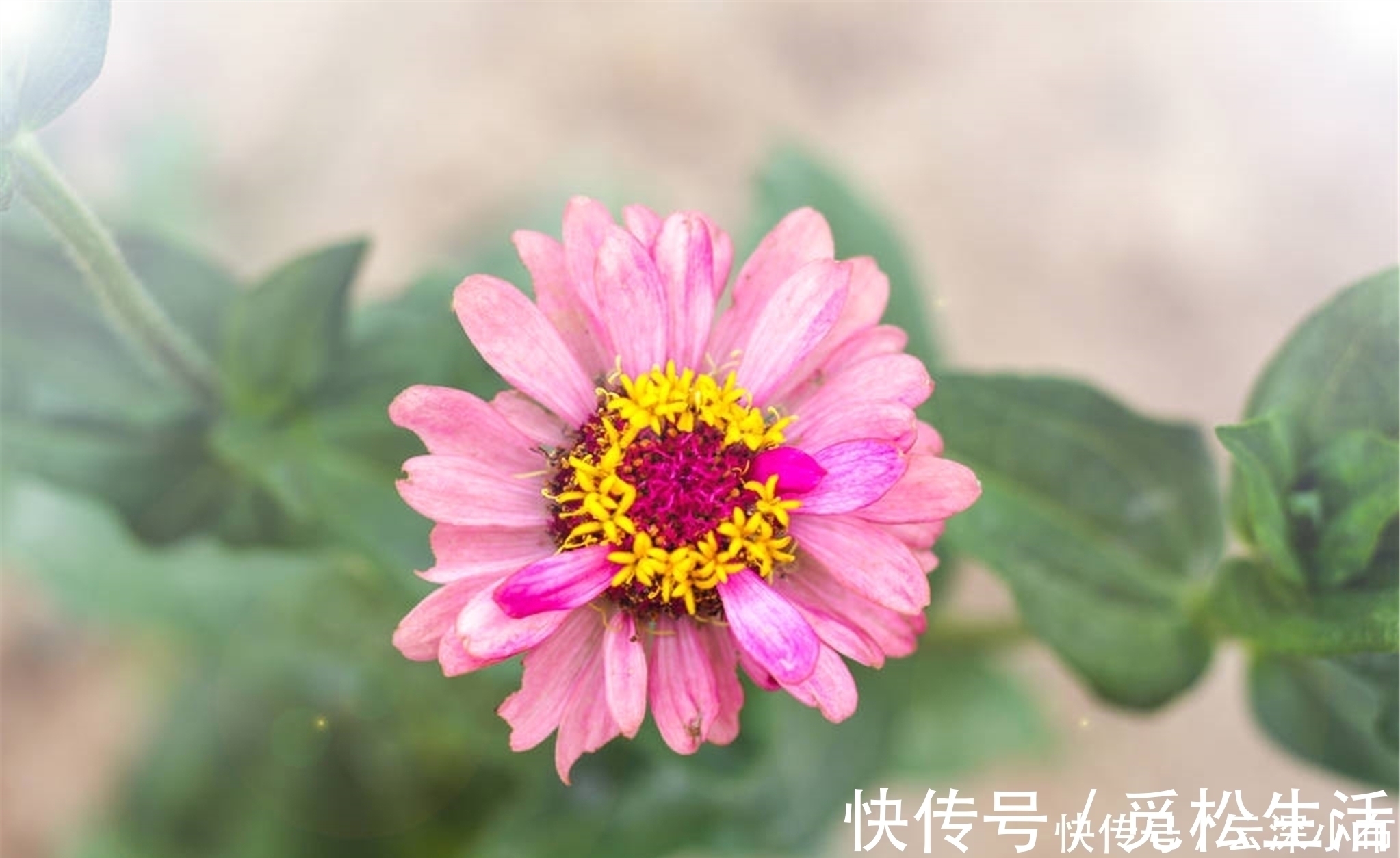 咏菊诗!罗隐最经典的一首咏菊诗,从开篇到结尾句句经典,值得我们一读!