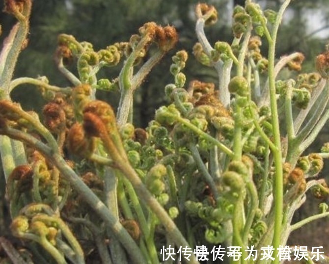 蕨菜|这几种野菜城市人估计连名字都叫不上来,你们有没有吃过