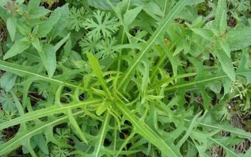  幽门螺杆菌遇到“死对头”了，6物敞开吃，抑菌又养胃！