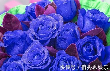 花卉|喜欢玫瑰,不如养盆“珍稀品种”蓝色妖姬,花中新贵,妖艳迷人!