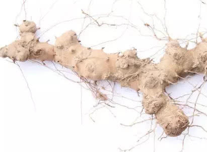 农民|长在树上的生姜,农民见了不敢吃,城里300块1斤抢着要!