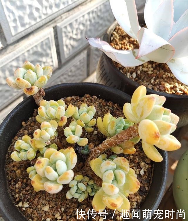 一个月没看的多肉,竟然让人腰酸背痛……