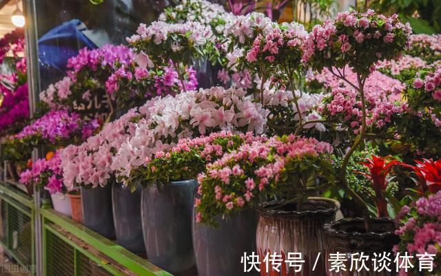 年宵花|如果不是万不得已,这3种花年后再买,省钱又好养