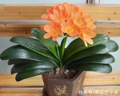 水分|君子兰浇水分“两季”，浇水方法各不相同，掌握技巧就能不烂根