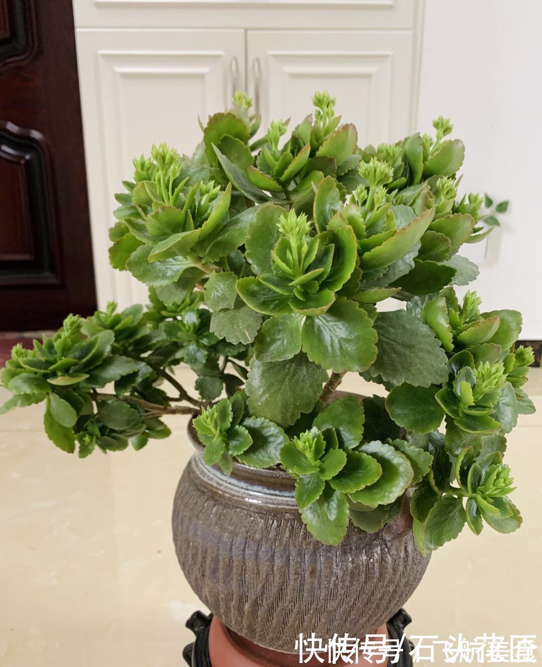 养了5年的长寿花“老桩”快开花了,总结4点经验,对你有用