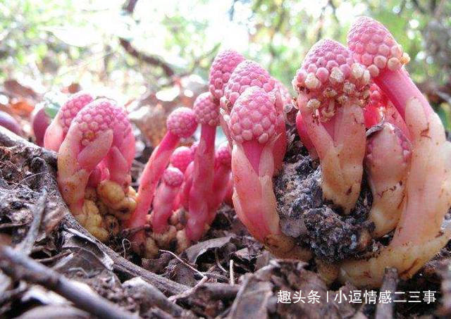 钟馗|此物长于深山中,俗称“钟馗判官笔”,长相难看,但异常珍贵