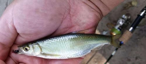 四大家鱼|让钓鱼人难受的“新四大家鱼”,讨厌还没有办法,你认识吗?