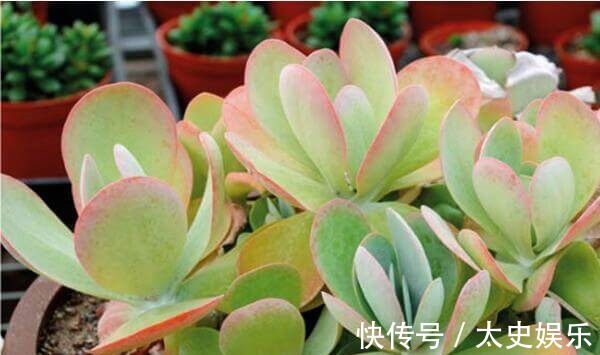 家里总是会有异味产生,试试这些盆栽养在家里,香气浓郁