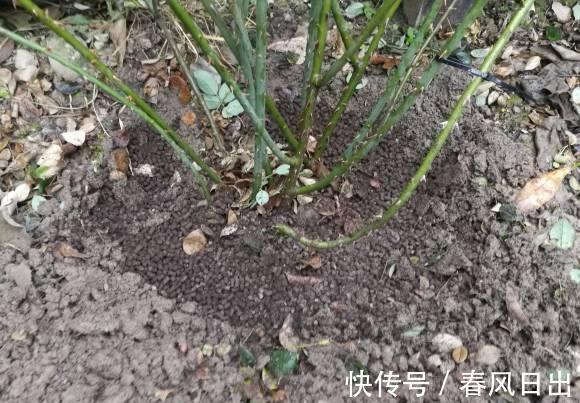 秋天|八月养月季，两个月后花量翻倍