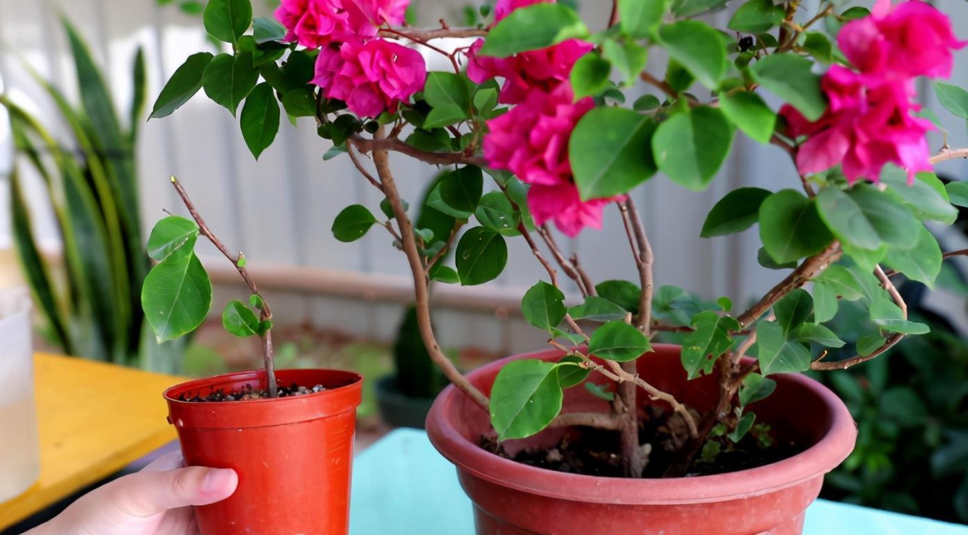 为啥花市的花用园土种长得好?如果你想用,要保证做好4点才行