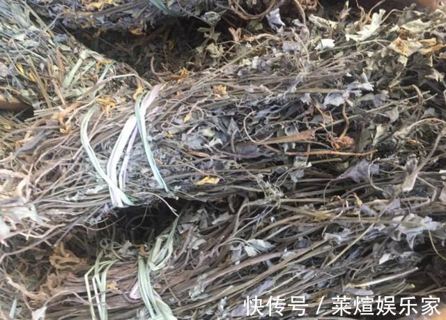 此种“野草”有臭味，却比“卷柏”值钱，放阳台晒2天，1斤卖80元