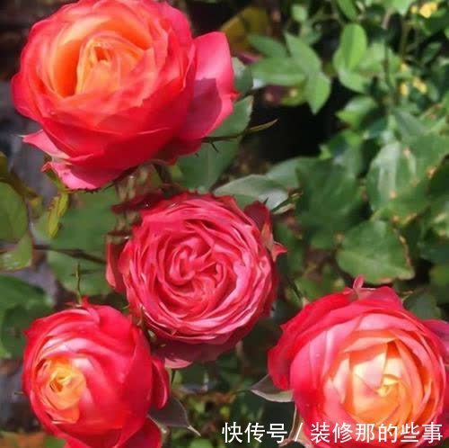 新手养月季常犯了5个错误,及时避免少走弯路,开出层叠群花!