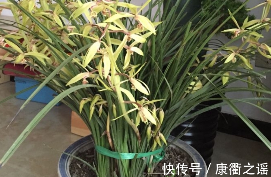 12月养春兰,忌讳这3点!忘记了,植株到来年春天开花难