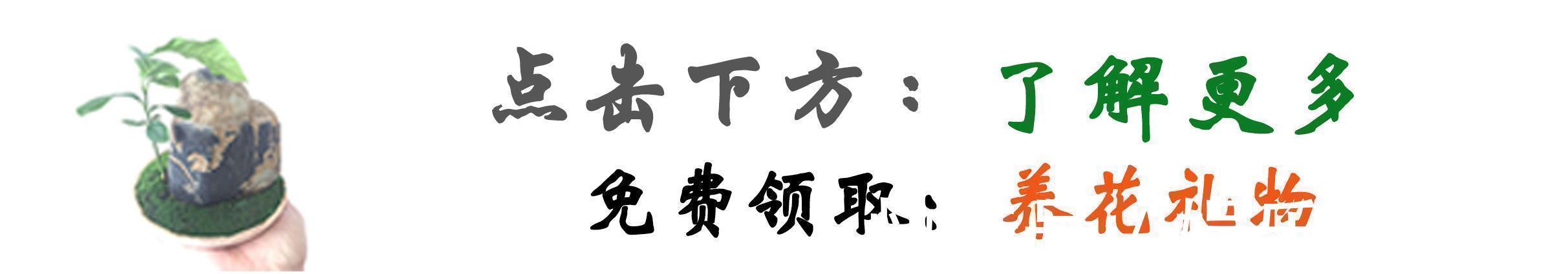 养花|什么药片水、黄豆水，都不如家里“2种灰”，养花杀菌灭虫、补肥