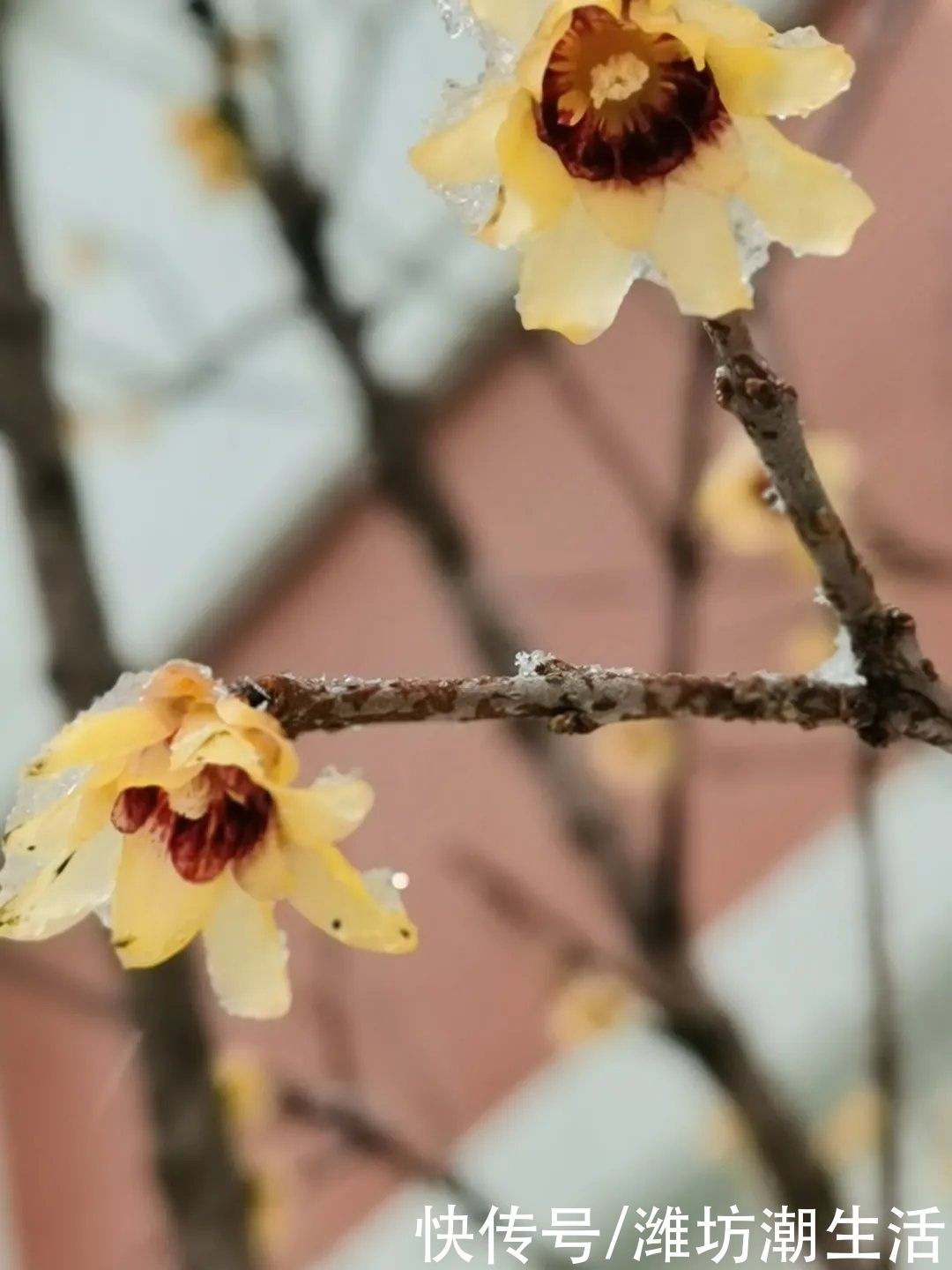 潍坊光正实验学校：校园里的那些花儿